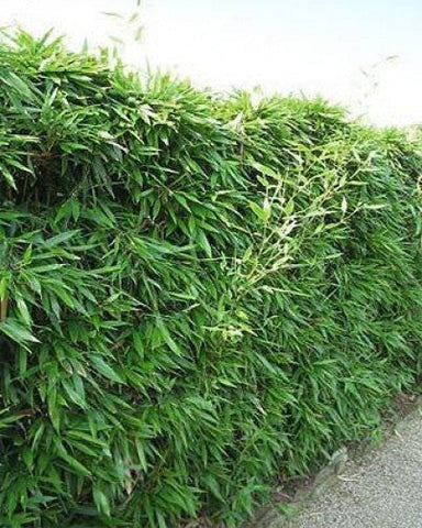 Bisset Hedging Screening Bamboos. 6-7ft & 8-9ft tall plants. Pallet Deals. Autumn plant now!