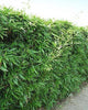 Bisset Hedging Screening Bamboos. 6-7ft & 8-9ft tall plants. Pallet Deals. Autumn plant now!