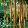 Green Groove Bamboos Plants Hedging Screening 8ft/10ft plants