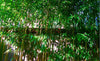 Bisset Hedging Screening Bamboos. 6-7ft & 8-9ft tall plants. Pallet Deals. Autumn plant now!