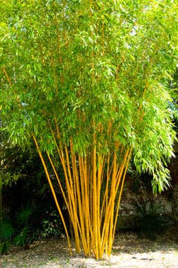 Best Yellow & Green Stemmed Clumping Bamboos 15 Litre pots