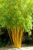 Best Yellow & Green Stemmed Clumping Bamboos in 15 Litre Large pots. Plant at anytime of the year!