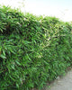 Bisset Hedging Screening Bamboos. 6-7ft & 8-9ft tall plants. Pallet Deals. Autumn plant now!