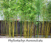 Golden Crookstem Bamboos for hedging & screening. 8ft & 10ft tall plants available. Pallet Deals