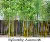 Golden Crookstem Bamboos Hedging Screening 8ft-10ft plants