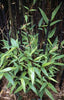 Black stemmed Bamboo Plants. 6-10ft tall plants available. Pallet Deals