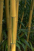 Best Yellow & Green Stemmed Clumping Bamboos 15 Litre pots