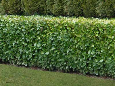 Cherry Laurel Hedging Rotundifolia plants in 10 & 15 litre large black growers pots. From £39 delivered. Pallet Deals