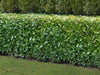 Cherry Laurel Hedging Rotundifolia plants 10 & 15 litre pots Pallet Deals