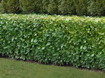 Cherry Laurel Hedging Rotundifolia pot-grown large 4-5ft plants