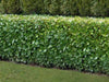 Cherry Laurel Hedging Rotundifolia 10 & 15 litre pots 5+ft tall