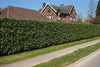 Cherry Laurel Hedging Rotundifolia pot-grown large 4-5ft plants