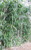 Arrow Metake japonica Bamboo plants Shady area bamboo