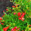 Nana Pomegrante plants in 10 Litre deco pots. Ideal summer patio plants. RHS AGM plant.