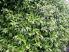 Scented Star evergreen Jasmine Climbing Trachleospermum Jasmine