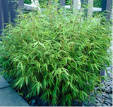 Green Panda Fountain clumping Bamboo Rufa in 10 Litre large pots. Autumn plant now!