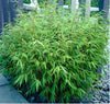 Green Panda Fountain clumping Bamboo Rufa 4-5ft plants 15 Litre large pots
