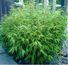 Green Panda Fountain clumping Bamboo Rufa 10 & 15 Litre pots