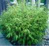 Green Panda Fountain clumping Bamboo Rufa 10 Litre pots