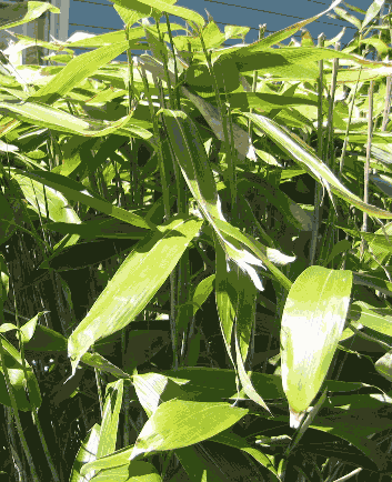Broad Leaved Bamboo. Plant at anytime of the year!