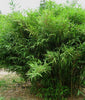 Red Stem Narihira Clumping Bamboo Kimmei 15 Litre Large pots 180cm 6ft tall plants for screening
