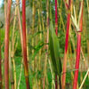 Red Stem Narihira Clumping Bamboo Kimmei 15 Litre Large pots 180cm 6ft tall plants for screening