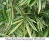 Shiroshima Japanese Variegated clumping bamboo 15 Litre pots 6-7ft plants