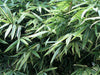 Shiroshima Japanese Variegated bamboo large plants in 10 & 15 litre large pots. Autumn plant now!