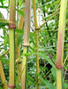 Green Groove Bamboos Plants for hedging & screening. 8ft & 10ft tall plants. Pallet Deals