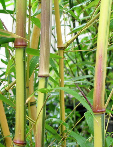 Green Groove Bamboos Plants for hedging & screening. 8ft to 10ft tall plants. Plant at anytime of the year!