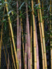 Green Groove Bamboos Plants for hedging & screening. 8ft & 10ft tall plants. Pallet Deals