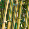 Green Groove Bamboos Plants for hedging & screening. 8ft & 10ft tall plants. Pallet Deals