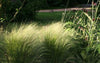 Mexican Feather Pony Tails Grasses