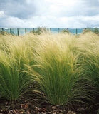 Mexican Feather Pony Tails Grasses 5 Litre large pots