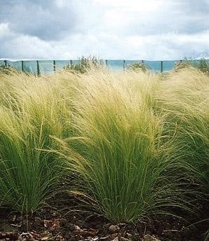 Mexican Feather Pony Tails Grasses.