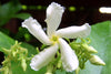 Scented Star evergreen Jasmine Climbing Trachleospermum Jasmine