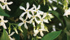 Scented Star evergreen Jasmine Climbing Trachleospermum Jasmine
