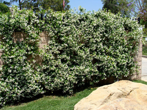 Scented Star Evergreen Jasmine Climbers. Trachleospermum Jasmine.