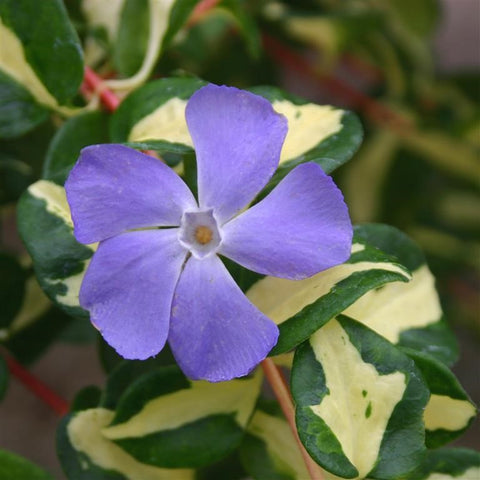 Variegated Periwinkle Mojo's Gem 5 Litre pots Hanging or Groundcover