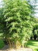 Holochrysa Allgold Tall Clumping Bamboo Trees RHS AGM 15 Litre pots