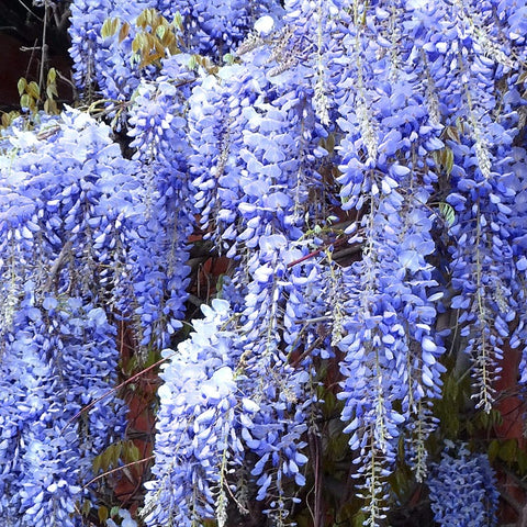 Chinese Wisteria plants grown in 10 Litre Eco-loop pots.  RHS AGM plant