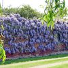 Chinese Wisteria climbing 4-5ft plants Eco pot