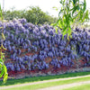 Chinese Wisteria plants grown in 10 Litre Eco-loop pots.  RHS AGM plant