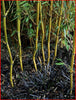 Black Lilyturf Grass Ophiopogon 2 Litre pots Black Dragon Grasses