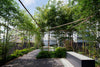 Golden Crookstem Bamboos for hedging & screening. 8ft & 10ft tall plants available. Pallet Deals