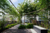 Bisset Hedging Screening Bamboo Super hardy 8-10ft plants